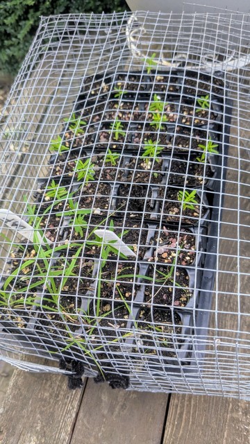 Small seedlings of garden plants and grasses in one inch wide square nursery flat. It is surrounded by a cage made of one half inch hardware cloth.