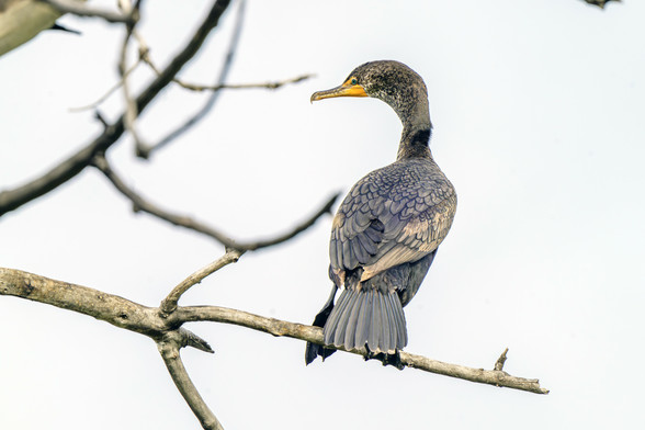 Photo of a cormorant perched in a tree, looking back over its left shoulder at the camera. Pale blue sky behind. The bird’s plumage looks to be a bluish gray, but it’s a trick of the sunlight reflecting off feathers that look black usually. May 2023.