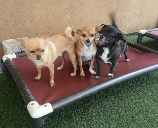 2015 iPhone photo of our 3 Tinydogs (all waiting for me by the Rainbow Bridge now), playfully positioned on a dog bed at doggy day care. Two are Chihuahuas, one tan and one light brown, and the third is a small black Chiweenie with white markings. The background features a textured wall and faux grass.