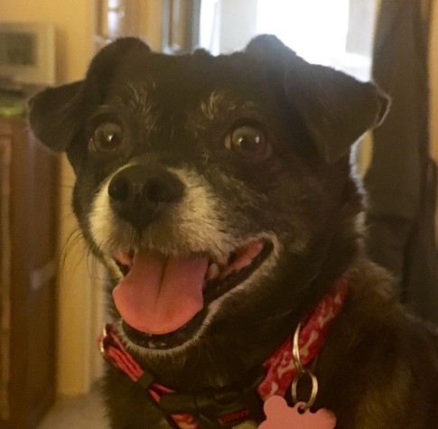 iPhone photo of our smiling little black Chiweenie back in 2016 when she was just beginning to show some grey on her face
