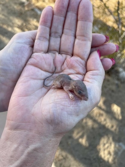 iPhone photo of a tiny greyish brown baby mouse being held in my hands, which have light skin and polished nails. There is a blurred natural background of sand and shrubbery visible.
