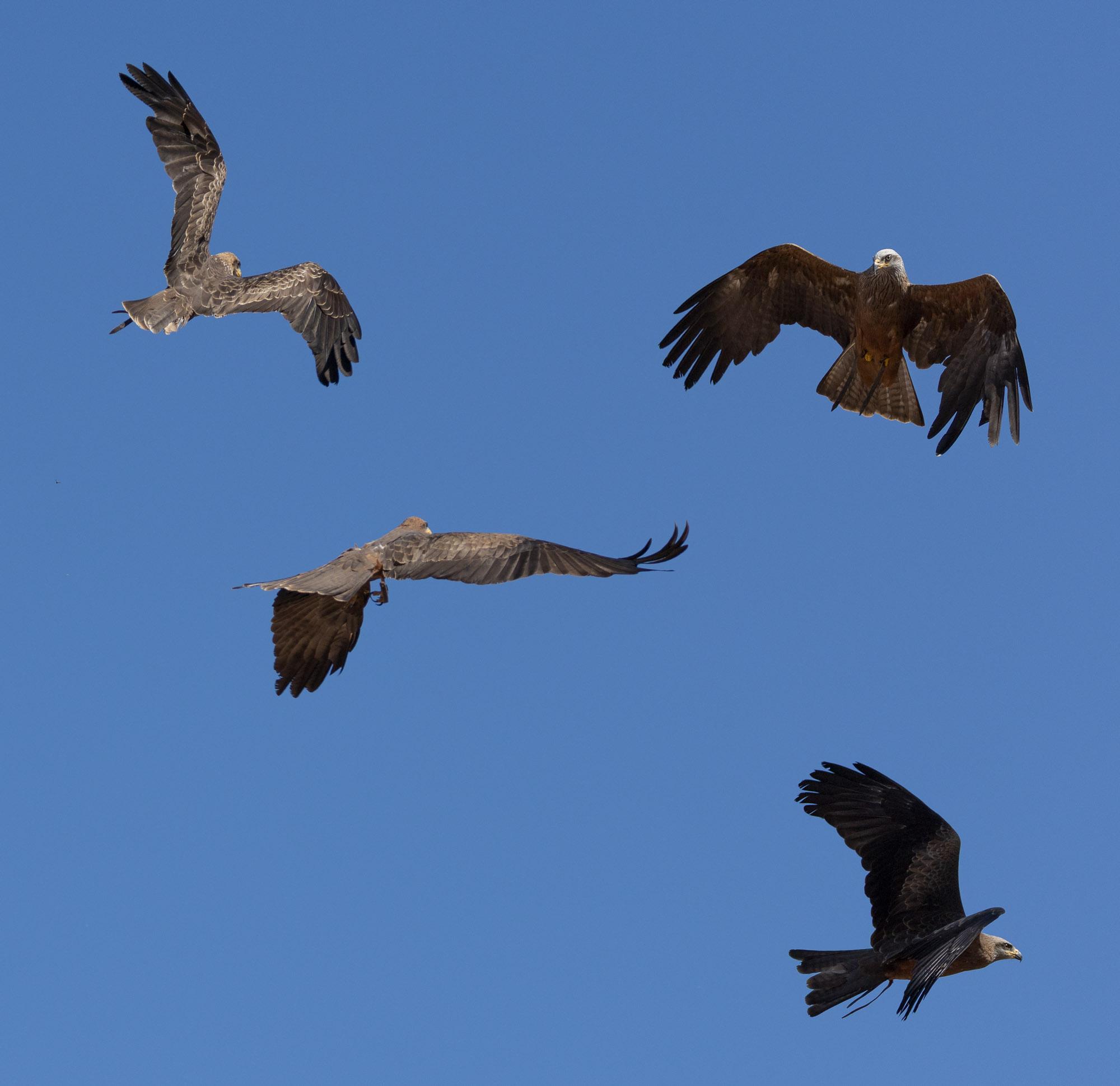 Four acrobatic black kites fly in close proximity against a blue sky