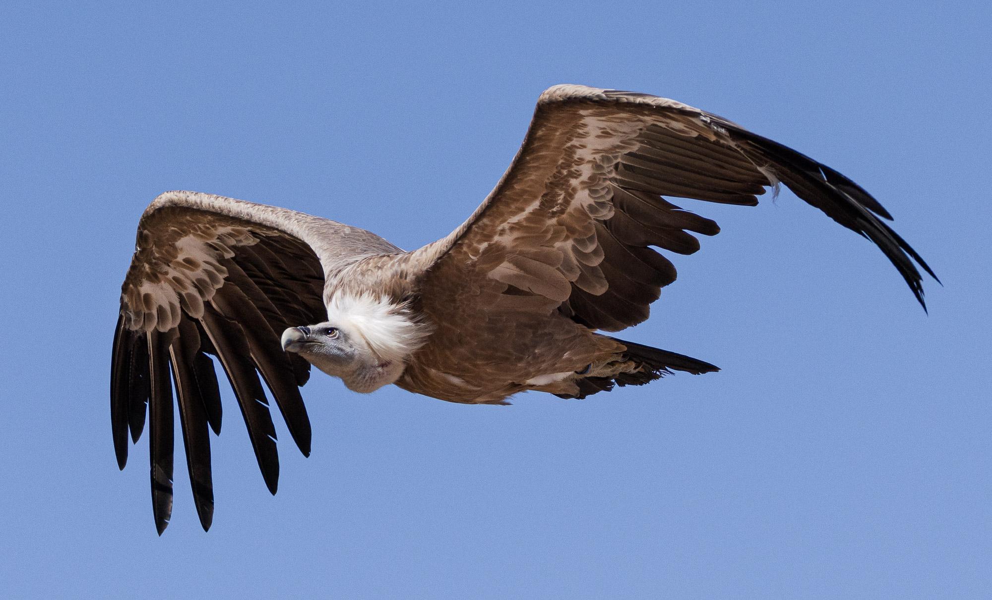 A large vulture with a white head flaps its huge brown and gray wings