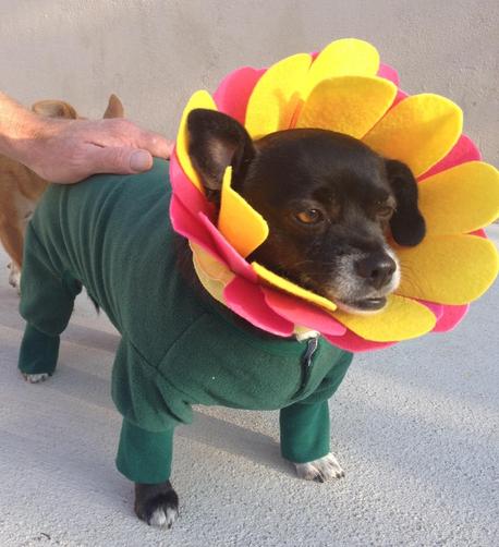 iPhone photo of a little black Chiweenie with white feet dressed in a green sweatsuit and a large flower-shaped collar with pink and yellow petals. A hand is gently resting on the dog's back.