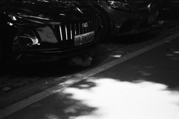 Foma FOMAPAN 400 Action (FF)

📝 English alt text:
A black and white photograph of two parked cars, with a cat sitting beneath the front bumper of the car in the foreground. The vehicle’s license plate reads “IIIA-BN3095.” Dappled sunlight filters through nearby trees, casting soft shadows and light patches on the ground, cars, and the quiet feline.

📝 中文替代文本：
一张黑白照片，画面中两辆车停在路边，前方车辆底下蹲着一只猫。车牌显示为“IIIA-BN3095”。阳光透过树木洒在地面和车辆上，形成斑驳的光影，营造出静谧氛围。