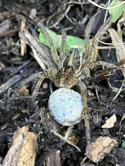 A spider is shown on the ground, positioned near a gray egg sac amidst soil and plant debris. The spider has a brownish body with long legs, blending into its surroundings.