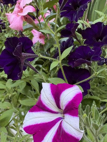 A tight grouping of petunias, the foreground ones are pink and white, while those in the rear are dark purple. 