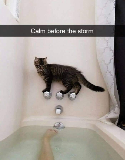 Image of a small house cat standing on three knobs above one end of a bathtub filled with water. In the water can be seen a human leg extending from the bottom of the frame to just underneath the cat.