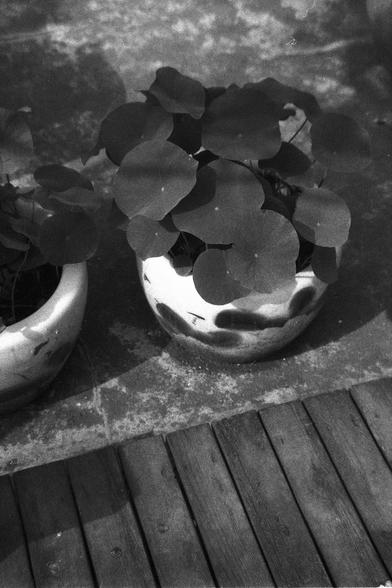 Ilford FP4 Plus 125 (FF)

**English:**
A black and white photograph featuring a large ceramic pot with broad-leafed plants. The pot is placed on a concrete surface adjacent to a wooden deck. The leaves are lush and appear to be thriving, casting shadows on the pot and the surrounding area.

**Chinese:**
一张黑白照片，展示了一个大陶盆，里面种着宽叶植物。陶盆放在靠近木甲板的混凝土表面上。叶子茂盛，看起来生机勃勃，在陶盆和周围区域投下阴影。