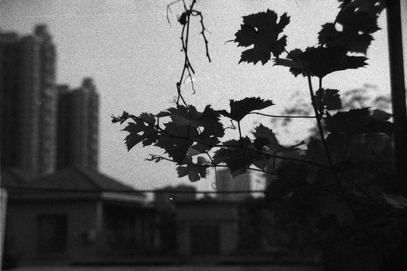 Ilford FP4 Plus 125 (FF)

**English:**
A black and white photograph showing a branch with large, distinct leaves silhouetted against a bright background. The leaves are prominently displayed, with some urban structures faintly visible in the background, suggesting an outdoor setting in a city.

**Chinese:**
一张黑白照片，展示了一根树枝，树枝上有大而明显的叶子，在明亮的背景下形成剪影。叶子非常突出，背景中隐约可见一些城市建筑，表明这是一个城市中的户外场景。