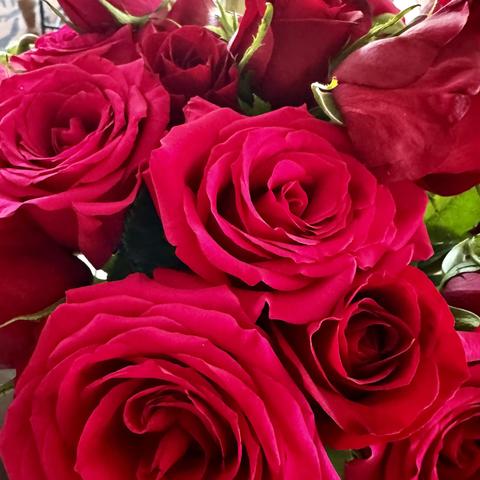 Extreme closeup of my gorgeous rich velvety red wedding anniversary roses