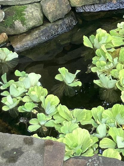A serene garden pond featuring vibrant green water plants surrounded by smooth stones. The water is dark and reflects the greenery, creating a tranquil atmosphere. Two frogs float in the water, tucked in by the pond lettuce. 