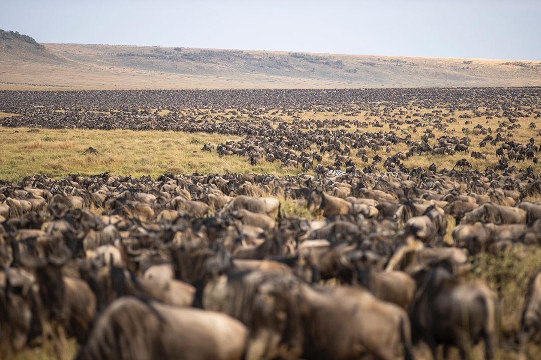 herd of GNU in Maasai Mara national reserve, photo by Shaun Mausley in 2020 herd of GNU in Maasai Mara national reserve, photo by Shaun Mausley in 2020