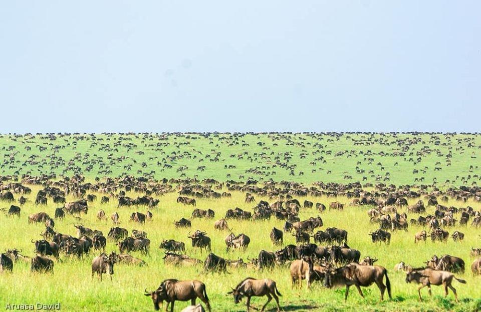 herd of wildebeests in Maasai mara photo by Aruasa David  herd of wildebeests in Maasai mara photo by Aruasa David