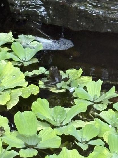 A close-up view of water plants, primarily green floating leaves, in a shallow pond. Some bubbles are visible on the water's surface near a rocky edge. A frog sits atop one of the plants. 