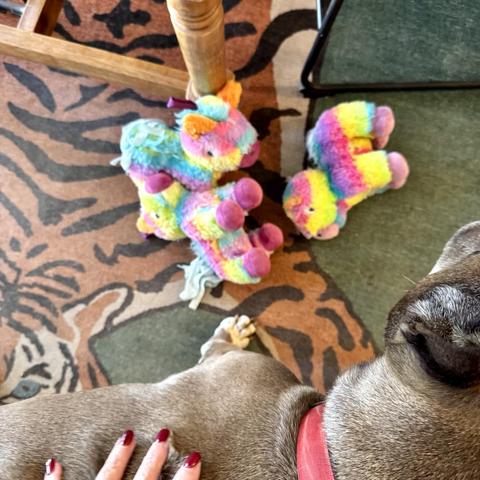 iPhone photo of a pile of colorful plush unicorn toys on a tiger print rug. Along the bottom edge, a woman’s hand rests gently on a big taupe colored dog's back.
