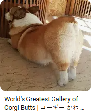A corgi stretching with its very round butt raised high into the air. Well, high for a corgi.
