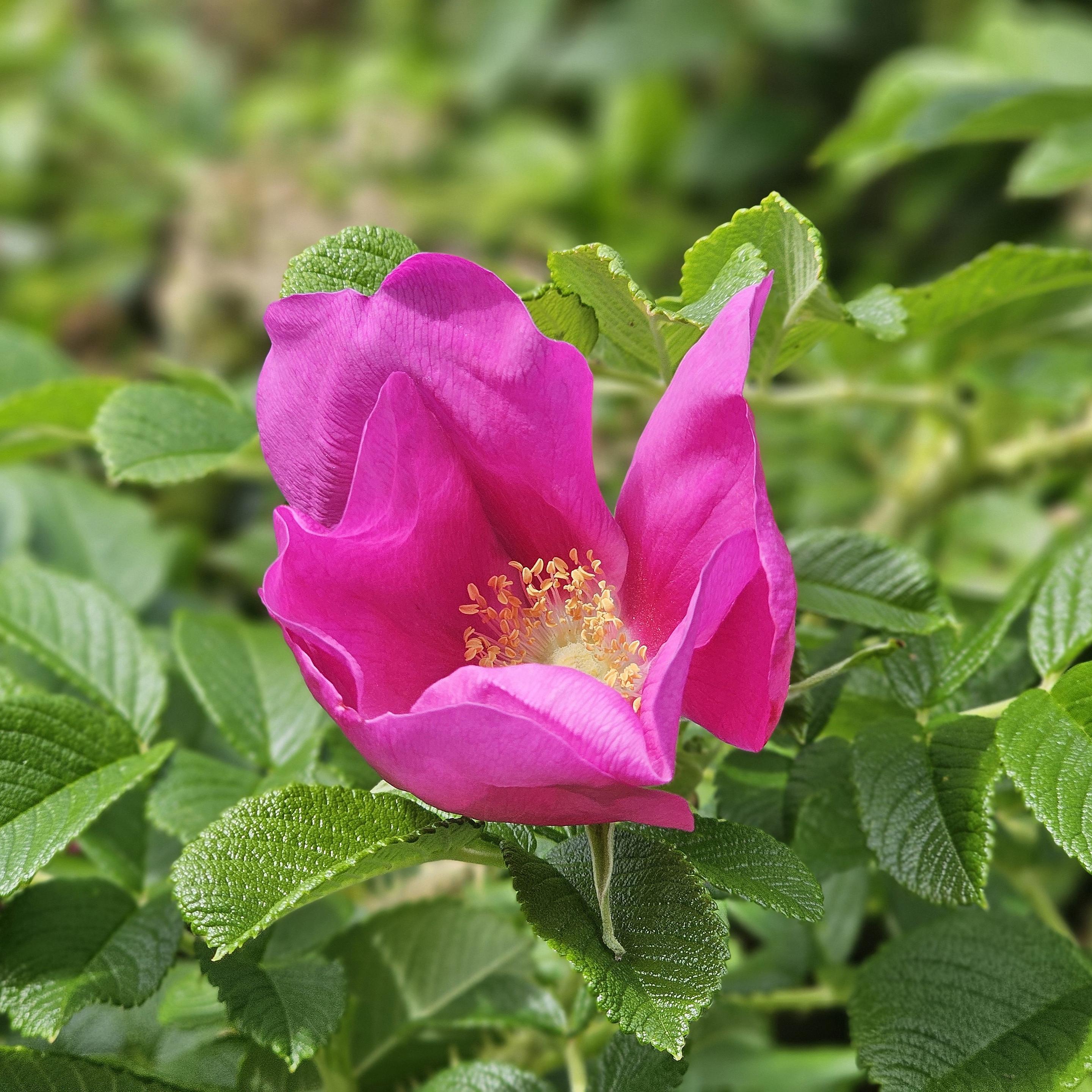 A bright pink rosa rugosa, nestling on its leaves. A bright pink rosa rugosa, nestling on its leaves.