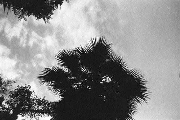 Ilford FP4 Plus 125 (FF)

🌫️ English Alt Text
A monochrome photograph capturing the dramatic silhouettes of palm trees and dense foliage set against a cloudy sky. The high contrast between the dark tree outlines and the lighter background creates a moody, atmospheric composition.

🌳 中文替代文字
这是一张黑白照片，画面中是几棵棕榈树和浓密树叶的剪影，背景是多云的天空。树木的黑色轮廓与明亮的天空形成鲜明对比，营造出一种神秘而富有氛围的意境。