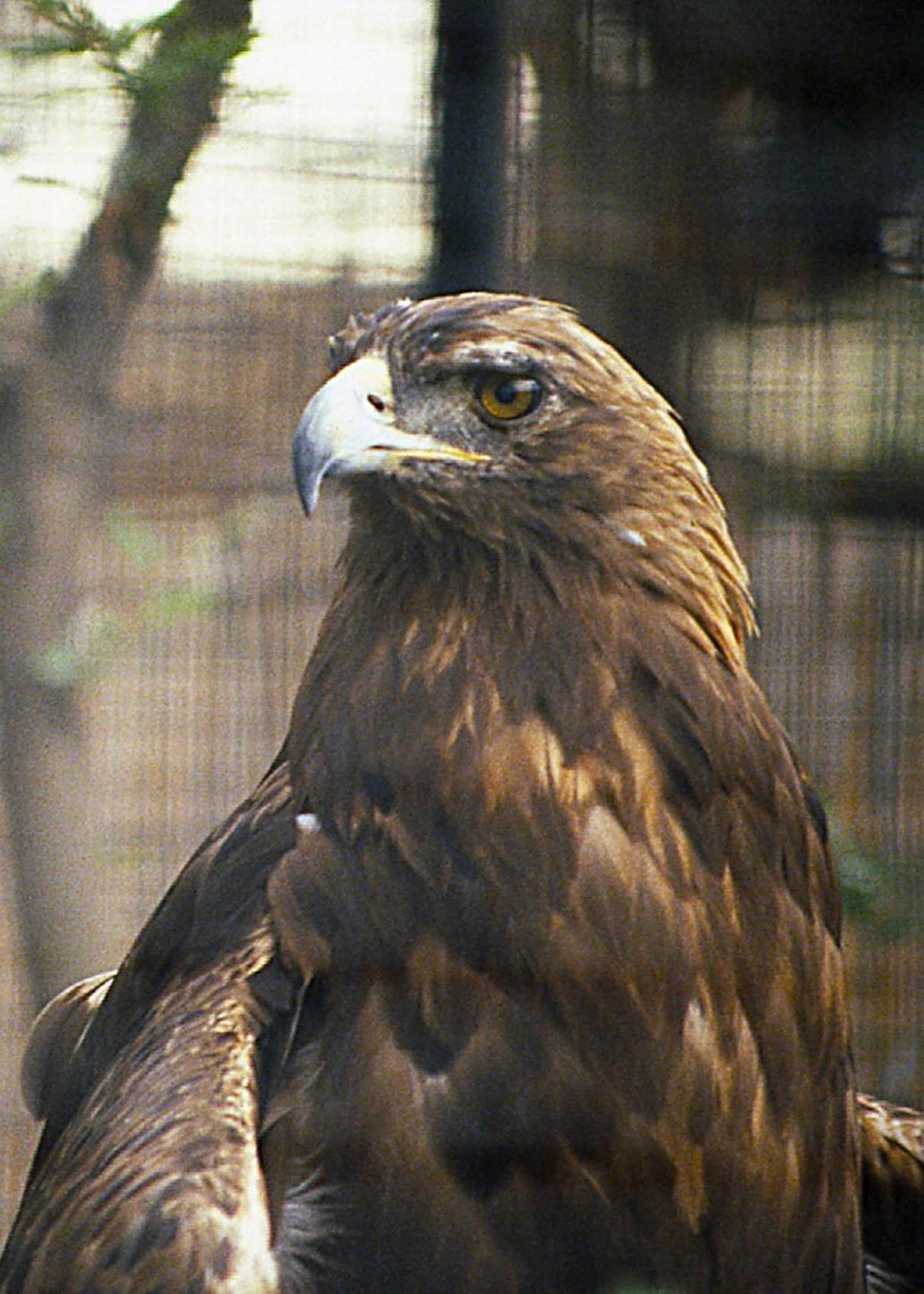 Head and shoulders portrait of a golden eagle. Head and shoulders portrait of a golden eagle.