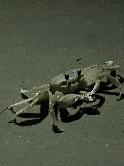A close-up of a crab on sand, with detailed claws and eyes. It has what I think is a sand flea grasped and is likely eating it. 