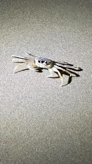 A small crab is positioned on a sandy surface, with its claws extended and facing forward. The background is illuminated, highlighting the texture of the sand.