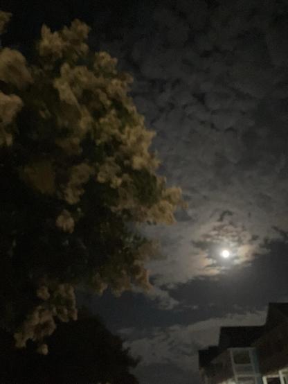 I don’t know what this flowering tree is, but it smelled wonderful. The scene is looking up past the tree canopy into the dark. Ight sky, mostly cloudy and illuminated from a mostly full moon. 