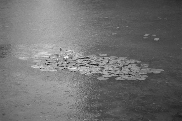 Ilford Pan 400 (FF)

**English:**
A black and white photograph of a calm body of water with clusters of lily pads floating on the surface. The water appears smooth with gentle ripples, and the lily pads are grouped together in small clusters. The simplicity of the scene evokes a peaceful and serene atmosphere.

**Chinese:**
一张黑白照片，展示了一个平静的水域，水面上漂浮着成簇的睡莲叶片。水面看起来平滑，带有轻微的涟漪，睡莲叶片成小簇聚集在一起。场景的简洁营造出一种宁静祥和的氛围。
