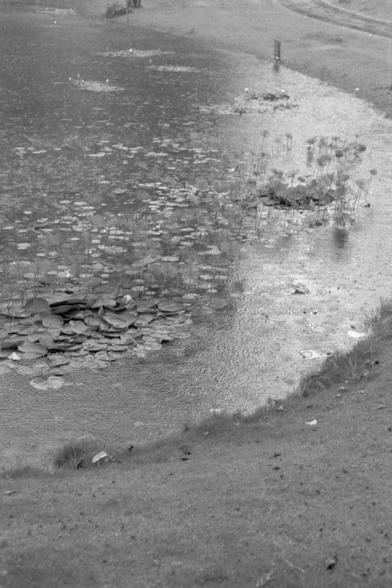 Ilford Pan 400 (FF)

**English:**
A black and white photograph showing a pond with lily pads and a grassy shoreline. The image captures the contrast between the water and the land, with the lily pads scattered across the pond. The grassy area appears lush and extends to the edge of the water, adding to the natural scenery.

**Chinese:**
一张黑白照片，展示了一个长满睡莲的池塘和草地岸线。这张图片展现了水域与陆地的对比，睡莲叶片散布在池塘中。草地看起来郁郁葱葱，一直延伸到水边，为自然景观增色不少。