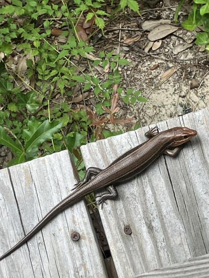 A brownish colored adult five lined skink is resting on a wooden surface, surrounded by green foliage and scattered leaves. It has five lines that run the length of its body in a lighter almost yellow color. 