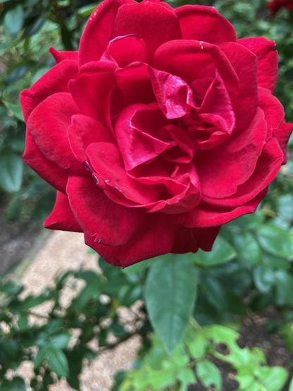 A close-up of a vibrant red rose with lush petals, surrounded by green foliage.