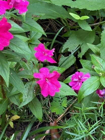 A cluster of vibrant pink flowers surrounded by green leaves, with some leaves showing droplets of water.