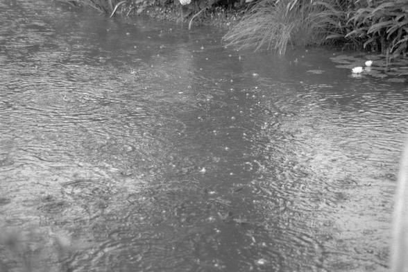 Ilford Pan 400 (FF)

**English:**
A close-up black-and-white photograph of a pond's surface, showing ripples and reflections of light. The water appears slightly disturbed, creating a dynamic texture. The edges of the pond are lined with aquatic plants and reeds, adding to the natural ambiance of the scene.

**Chinese:**
一张黑白照片的特写，展示了池塘的水面，显示出涟漪和光线的反射。水面看起来略有波动，形成了动态的纹理。池塘的边缘排列着水生植物和芦苇，为场景增添了自然的氛围。