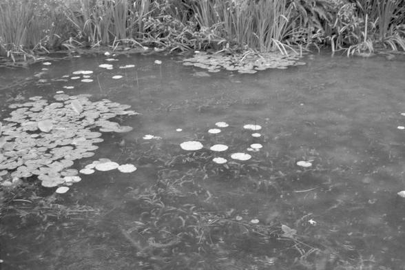 Ilford Pan 400 (FF)

**English:**
A black-and-white image of a pond partially covered with lily pads. The lily pads are scattered across the surface, creating a sense of natural beauty and tranquility. The edges of the pond are bordered by tall grasses and reeds, enhancing the serene and untouched feel of the environment.

**Chinese:**
一张黑白照片，展示了一个部分被睡莲覆盖的池塘。睡莲散布在水面上，营造出一种自然美感和宁静感。池塘的边缘由高高的草和芦苇围绕，增强了环境的宁静和原始感。