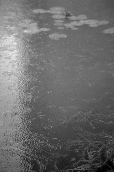 Ilford Pan 400 (FF)

**English:**
A black and white photograph capturing the surface of a body of water during rainfall. The image shows the ripples and reflections created by raindrops hitting the water, with a soft, blurred background that adds depth to the scene.

**Chinese:**
一张黑白照片，捕捉到了下雨时水面的景象。照片展示了雨滴落在水面上形成的涟漪和倒影，背景柔和模糊，为场景增添了深度。