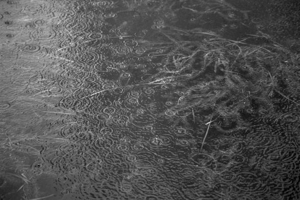 Ilford Pan 400 (FF)

**English:**
A close-up black and white photograph of a water surface showing intricate patterns of raindrops. The ripples and disturbances on the water's surface create a mesmerizing effect, capturing the essence of a rainy moment.

**Chinese:**
一张黑白照片，特写展示了水面上雨滴形成的复杂图案。水面上的涟漪和波纹创造了一种迷人的效果，捕捉到了雨天的精髓。