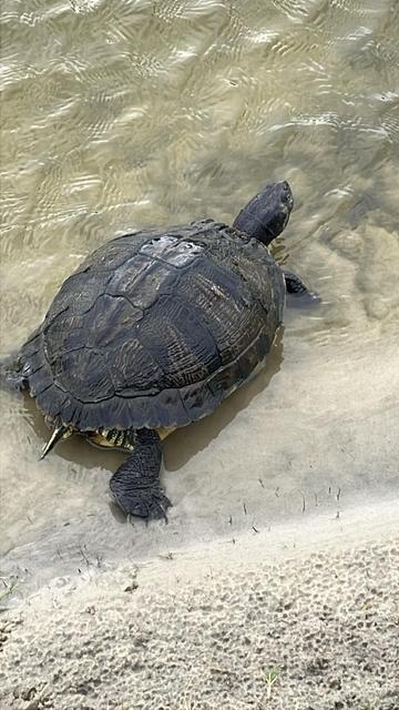 A turtle is partially submerged in shallow water, with its shell and limbs visible. It is beginning to turn back to swim out into the pond. The environment features sandy terrain and gently rippling water.