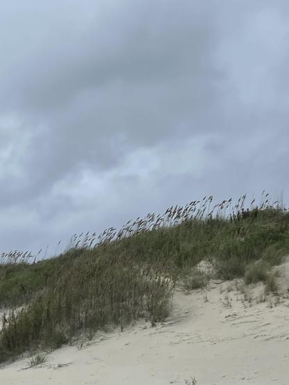 A sandy dune with tall grass swaying in the wind, under a cloudy sky.