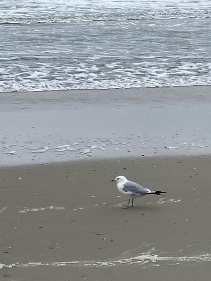 A seagull standing on a sandy beach with waves in the background. The sky is overcast.