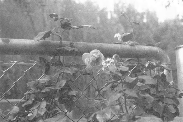 Ilford FP4 Plus 125 (FF)

**English:**
A black and white photograph depicting a scene of nature and urban elements. In the foreground, there is a chain-link fence with a climbing plant that has large leaves and a single blooming rose. Behind the fence, there is a large cylindrical structure, possibly a pipe or part of an industrial setup. The background is slightly blurred, showing a natural landscape with trees.

**Chinese:**
一张黑白照片，描绘了自然与城市元素共存的场景。前景是一个铁丝网围栏，上面爬满了带有大叶子的植物，还有一朵盛开的玫瑰。围栏后面有一个大型圆…