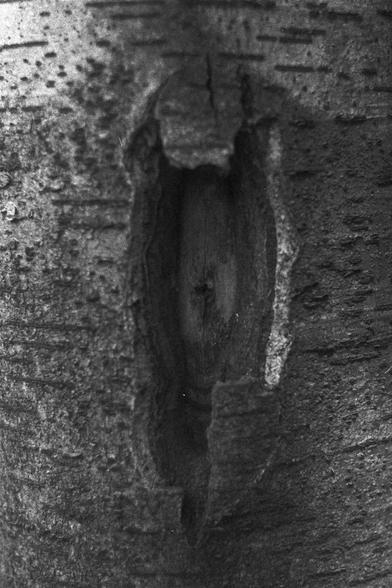 Ilford FP4 Plus 125 (FF)

---

🪵 Image 1: Tree Trunk with Scar

• English alt text: A black-and-white close-up of a tree trunk with a vertical scar. The rough bark surrounds an exposed area of inner wood, suggesting an old wound from a removed or damaged branch.
• 中文替代文字：一张黑白照片，特写展示树干上的垂直伤疤。粗糙的树皮环绕着裸露的木质部分，似乎是曾经断枝或受损留下的旧伤。


---