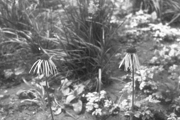 Ilford FP4 Plus 125 (FF) ---

• English alt text: Two drooping flowers with long, thin petals in a garden setting. The background is blurred with foliage, while the dark, rounded centers of the flowers are in focus.
• 中文替代文字：两朵花瓣细长下垂的花朵位于花园中。背景模糊，植物环绕，花朵中央呈深色圆形，画面聚焦于前景的两朵花。


---