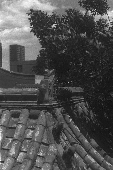 Ilford FP4 Plus 125 (FF)

• English alt text: A black and white photograph showing the roof of a traditional building with curved, weathered tiles. A tree with dense foliage partially obscures the view. In the background, modern high-rise buildings are visible against a cloudy sky.
• 中文替代文字：一张黑白照片，显示了一座传统建筑的屋顶，屋顶上有弯曲的、风化的瓦片。一棵树的茂密树叶部分遮挡了视线。背景中可以看到现代高层建筑和多云的天空。