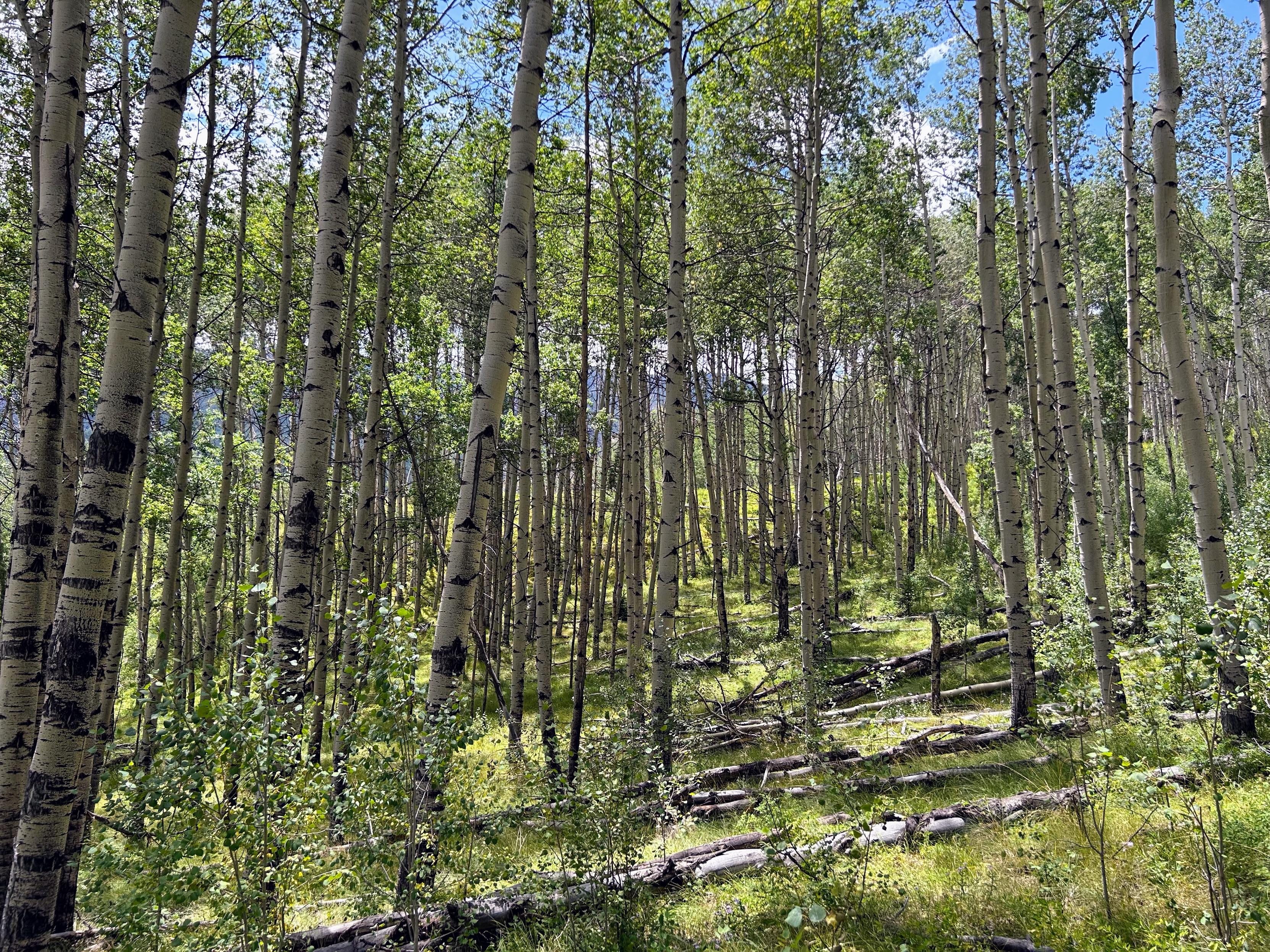 A dense aspen forest with tall white trunks and green foliage, illuminated by sunlight. Fallen logs and thick grass are visible on the forest floor, creating a serene natural atmosphere.
