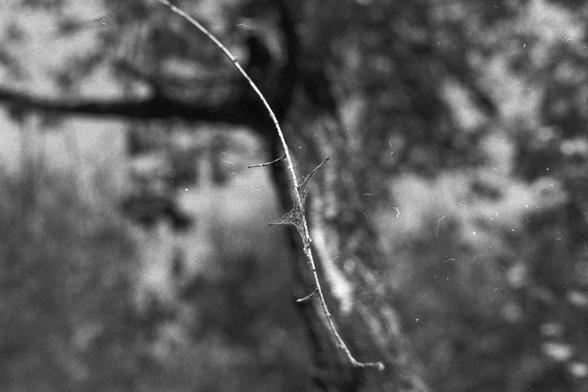 Ilford FP4 Plus 125 (FF)
• English Alt Text: A black and white photo of a thin branch with a delicate spider web attached, set against a blurred natural background of trees and foliage.
• 中文替代文字：一张黑白照片，展示了一根细树枝上附着的精致蜘蛛网，背景是模糊的树木和自然景色。