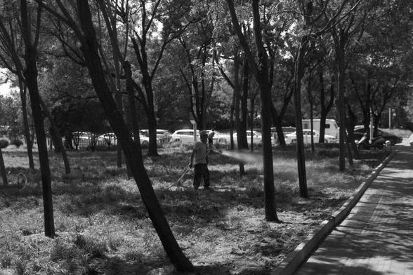 Ilford FP4 Plus 125 (FF)
• English Alt Text: A black and white photo of a person watering grass in a tree-filled park. The person stands on a grassy area with a hose, while a paved path runs alongside. Parked cars and more trees are visible in the background.
• 中文替代文字：一张黑白照片，展示了一位在树木繁茂的公园里用水管浇草的人。人物站在草地上，右侧是铺设的小路，背景中有停放的车辆和更多树木。