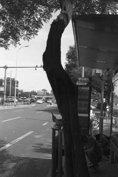 Ilford FP4 Plus 125 (FF)
English Alt Text:
A black and white photo of a street-side bus stop partially obscured by a twisted tree trunk in the foreground. People wait at the stop, one holding a phone. The bus stop sign reads “望京桥东” (Wangjing Qiaodong) and lists route 921. Cars, traffic lights, and distant buildings suggest an urban setting.

中文替代文字：
一张黑白照片，画面中前景是一棵扭曲的树干，部分遮挡了街边公交车站。几位乘客在候车，其中一人拿着手机。公交站牌上写着“望京桥东”，列出了921路公交。背景中有汽车、红绿灯和远处的建筑，呈现出城市环境。
