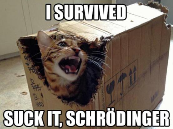 Meme. A cat with its mouth wide open, showing lots of teeth, is sitting in a box which it has apparently been chewing the crap out of.
Caption: I survived. Suck it Schrödinger.