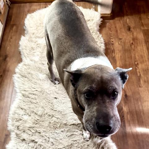 iPhone photo of a taupe colored Malinois cross standing in a sunbeam on a fluffy rug in a room with wooden flooring. Her snoot is swollen and puffy, she’s looking directly at the camera, and she looks kinda bummed.
