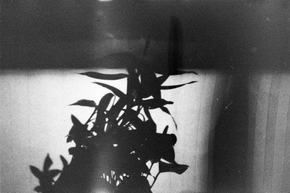 English Alt Text:
A dramatic black and white image showing the shadow of a leafy plant cast sharply onto a light surface, creating a striking silhouette.

中文替代文字：
一张黑白照片，展示一株植物的叶子在明亮表面上投下清晰的阴影，形成鲜明的剪影效果。